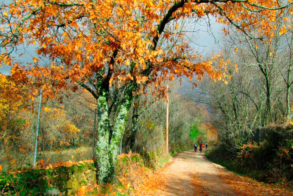 Camino con robles dorados en otoño en los alrededores de Soto del Real